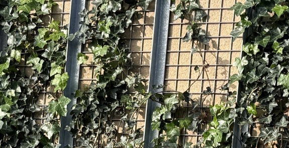 groene schanskorf henneplaag.jpg