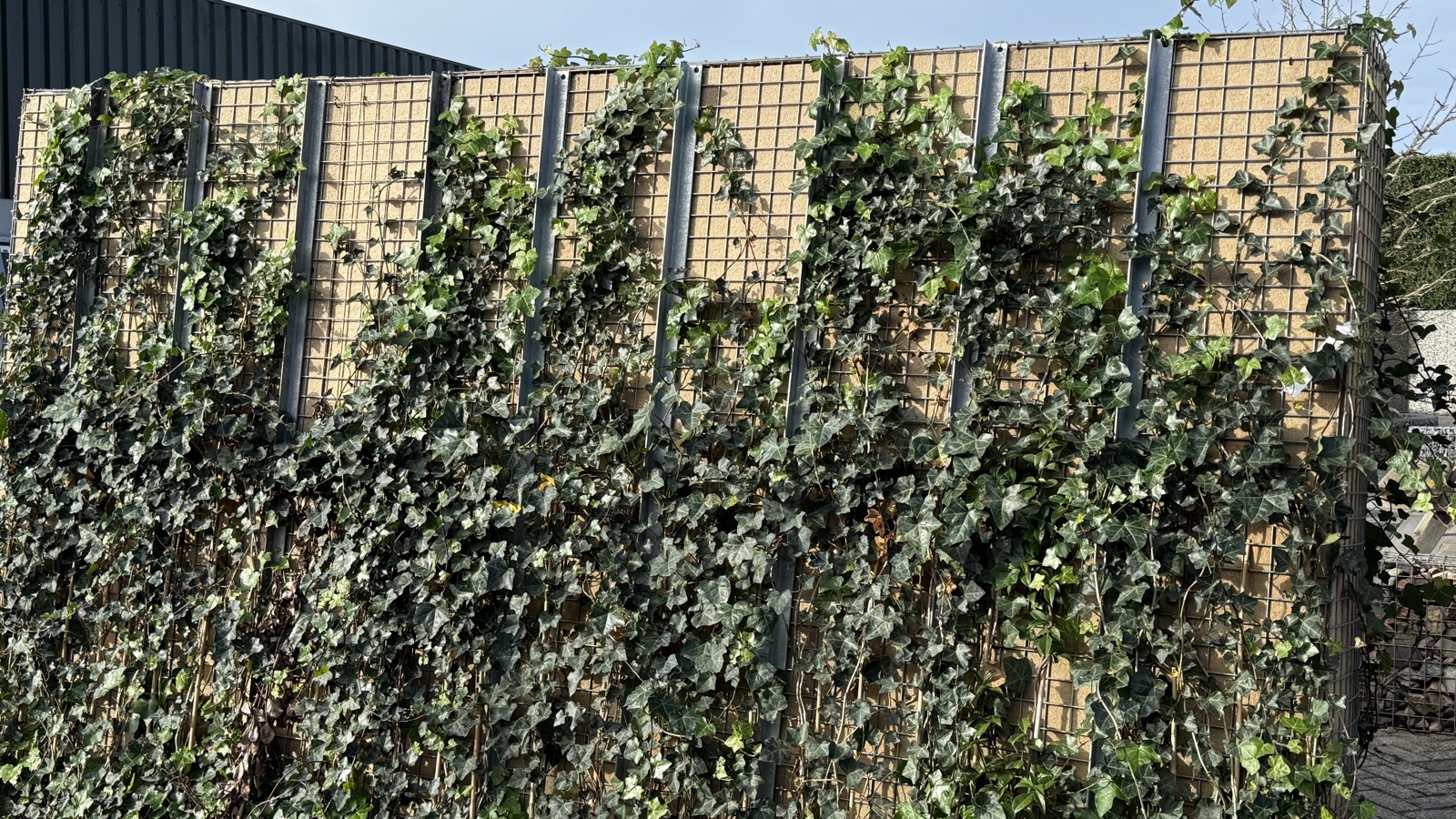 Groene korf.2