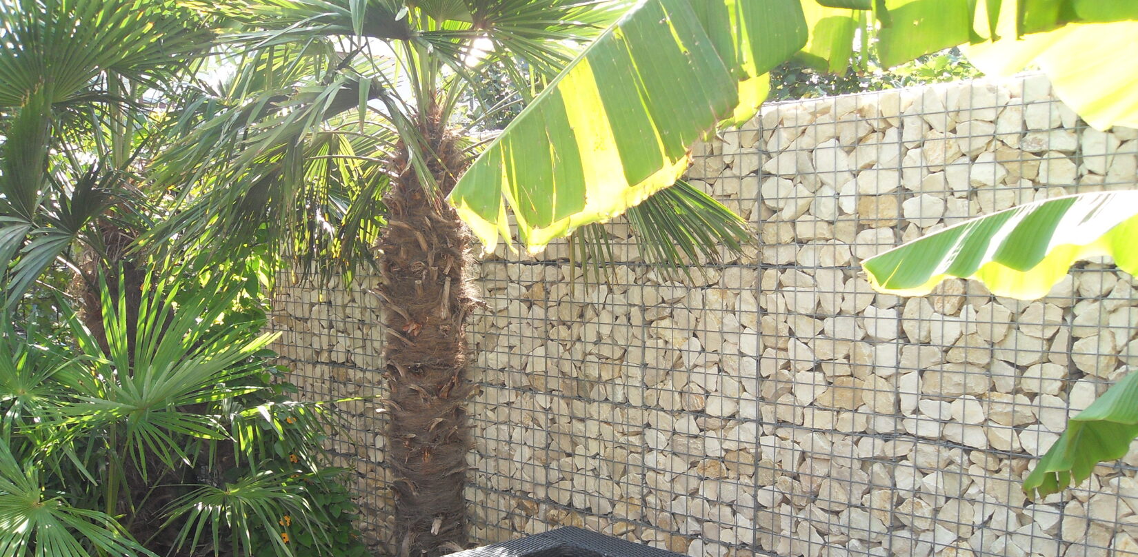 Yellow sun 56-120 200 :1.JPG