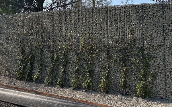 klimaatadaptieve beplanting.jpg