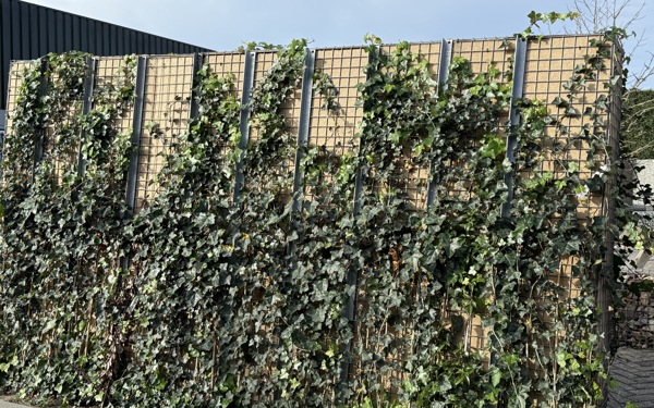 Groene korf.2