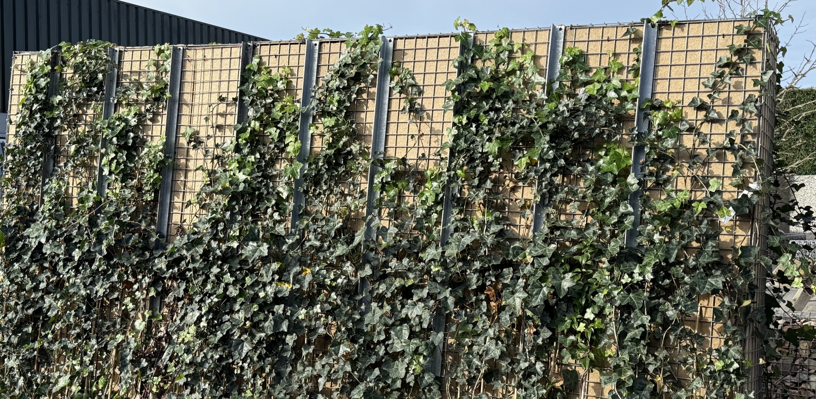 Groene korf.2